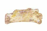 Triassic Fossil Avemetatarsalian (Dromomeron) Vertebra - Texas #322735-1